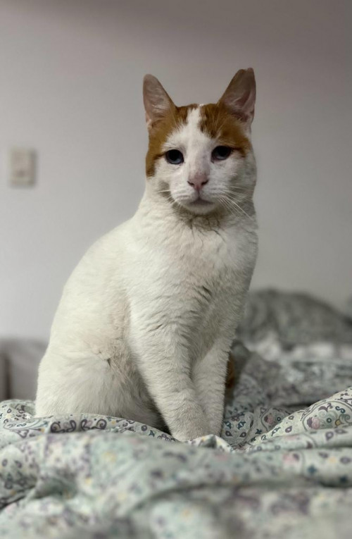 Rafael