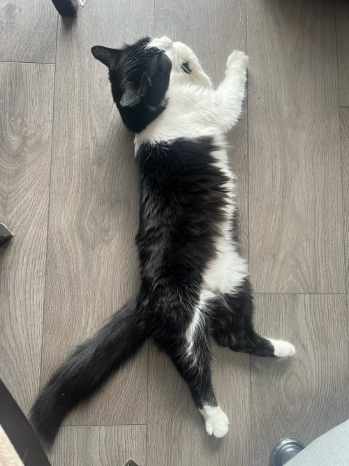 Nala Josefa