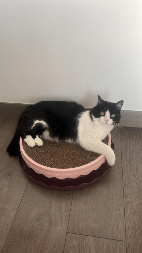 Nala Josefa