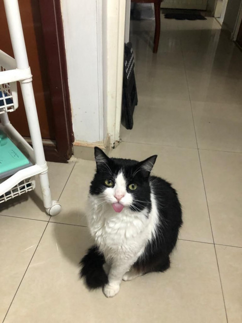 Nala Josefa