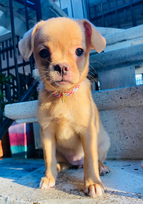 Molly