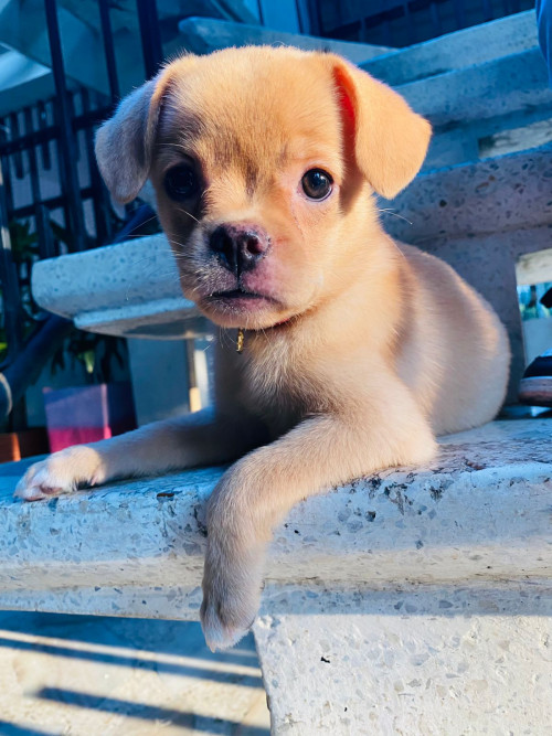 Molly