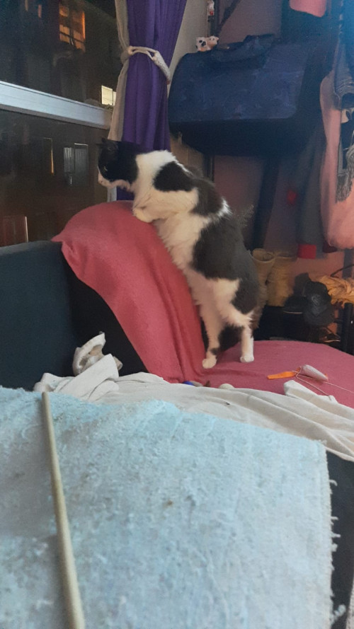 Pacho