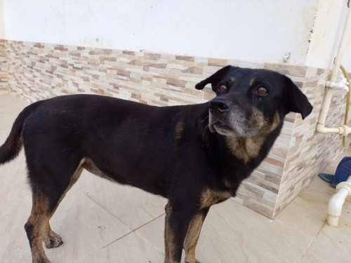 Niña