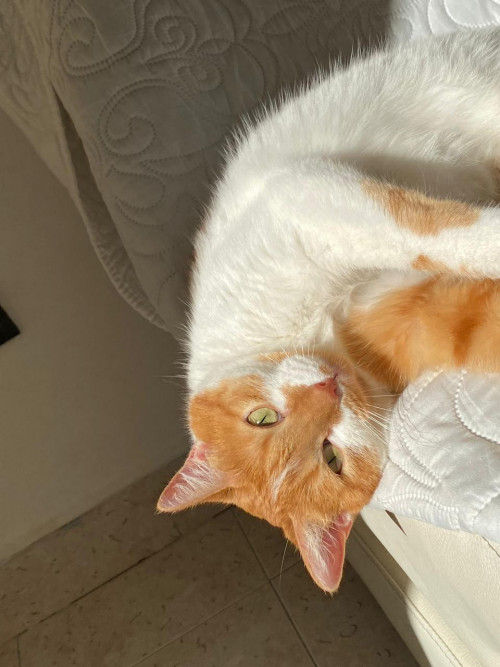 Frida
