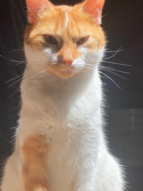 Frida