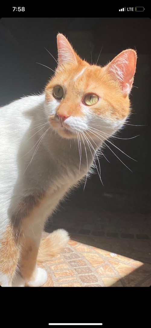 Frida
