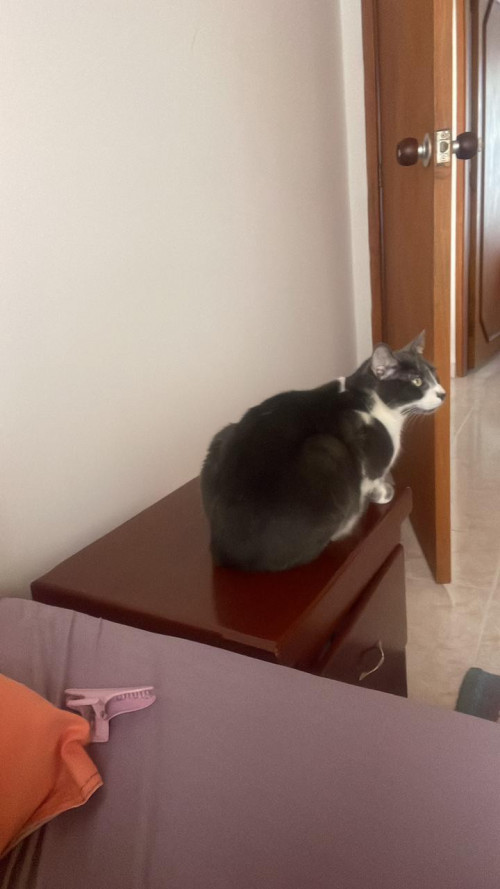 Martin