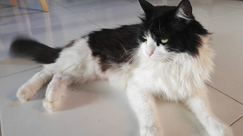 Lupita