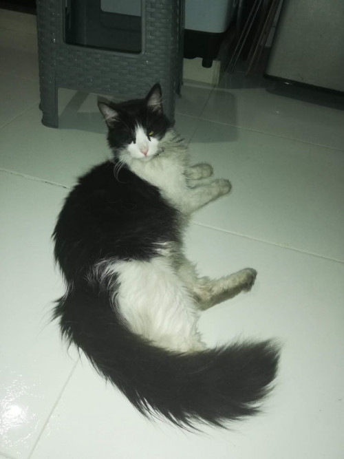 Lupita