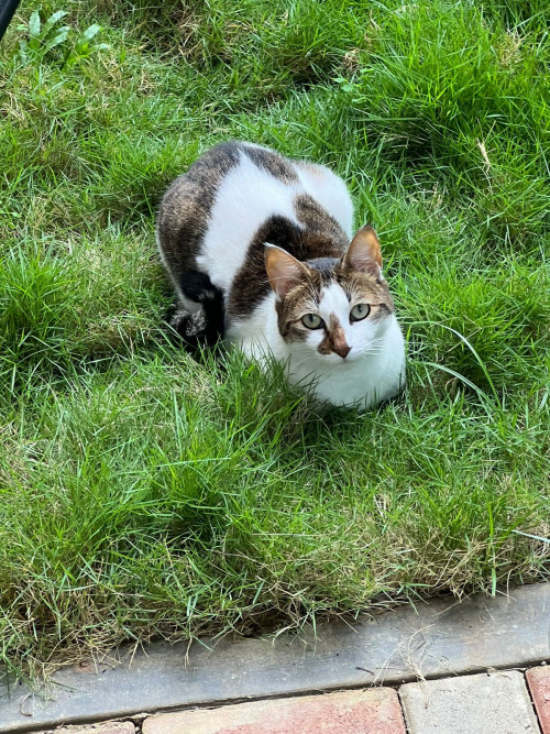 Atenea
