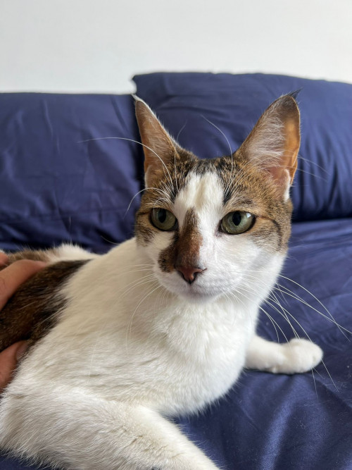 Atenea