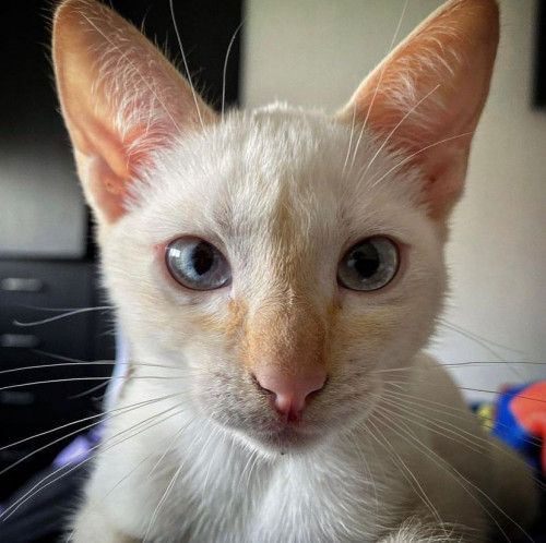 Anís