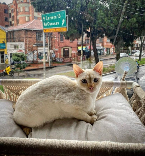 Anís