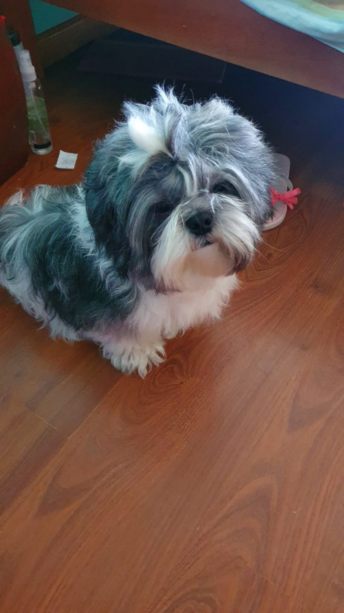 Peluche