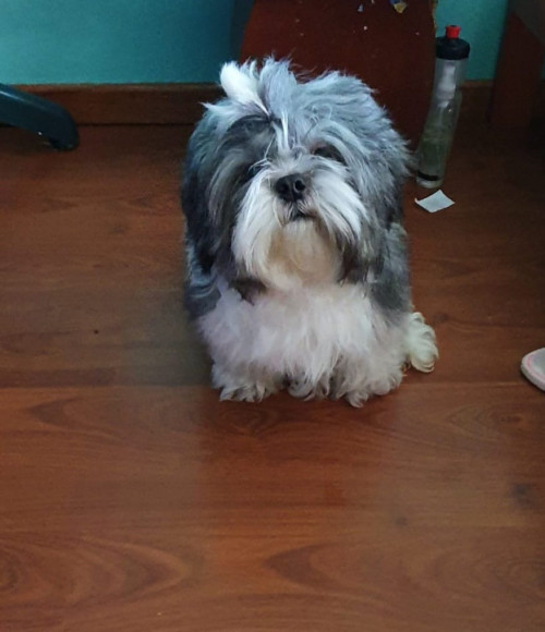 Peluche