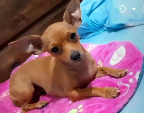 Lolita