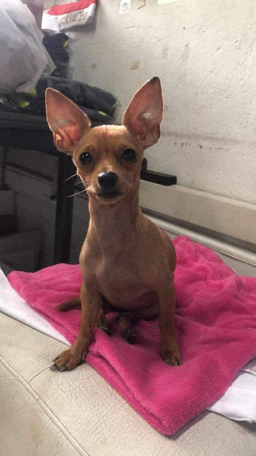 Lolita