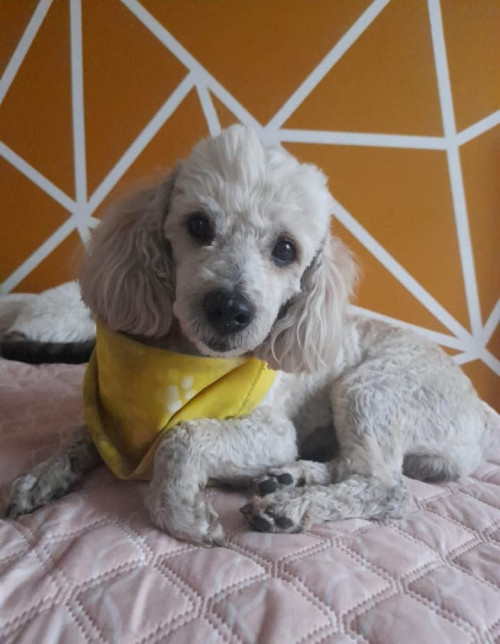 Toby
