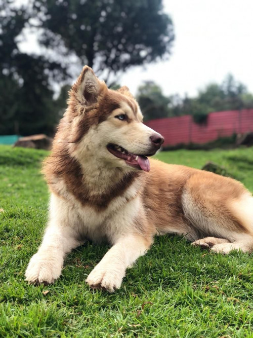 Fiona