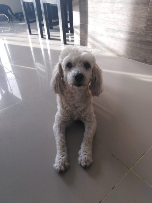 Toby
