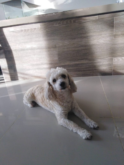 Toby