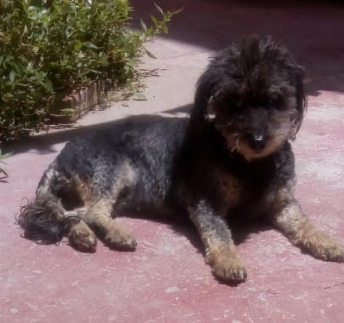 Muñeca