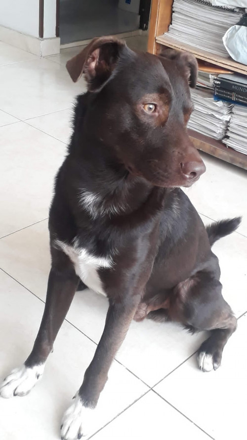 Chocolate