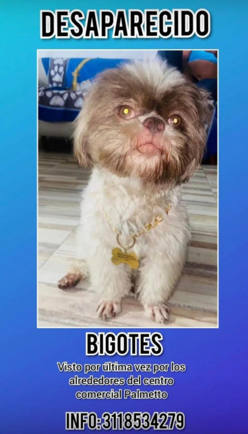 Bigotes Tamir