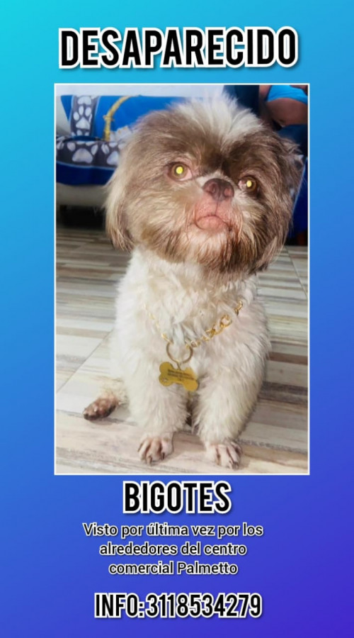 Bigotes Tamir