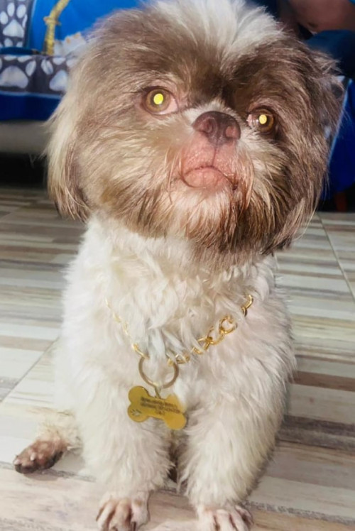 Bigotes Tamir