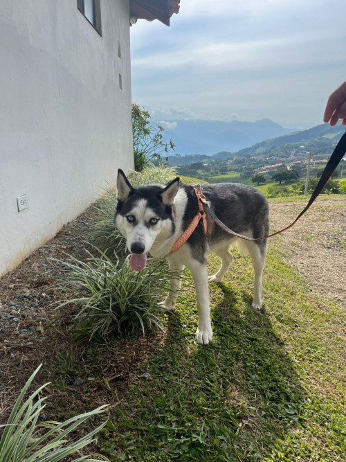 Ambar