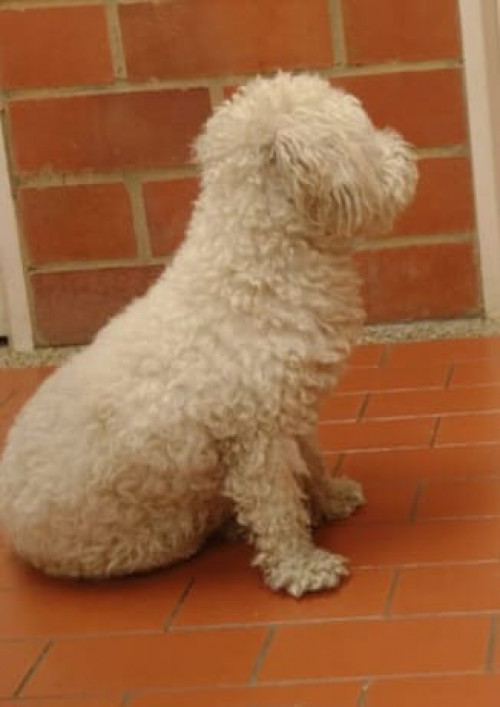 Princesa