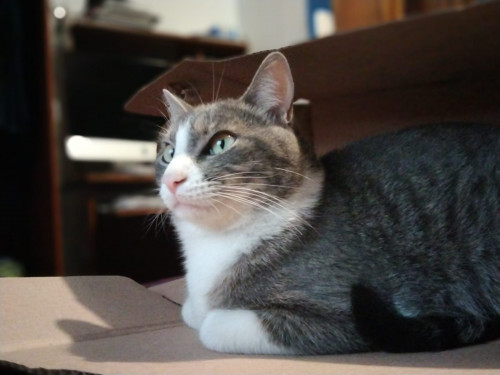 Otto