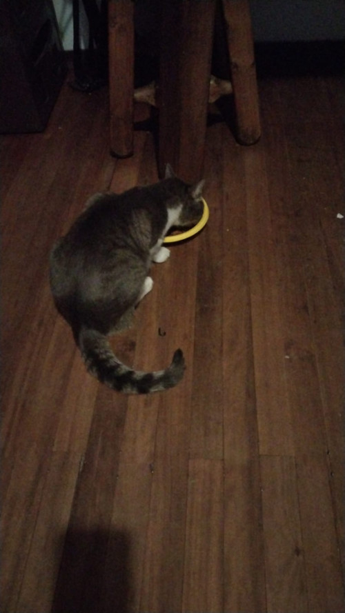 Otto