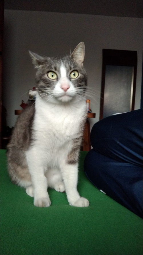 Otto