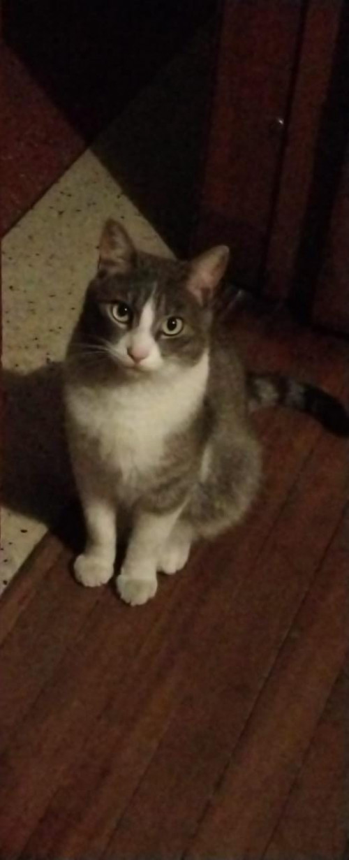 Otto