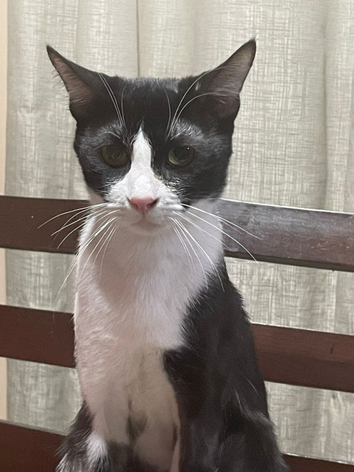 Cirilo