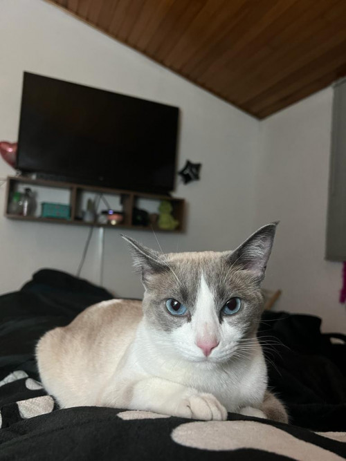 Tuti