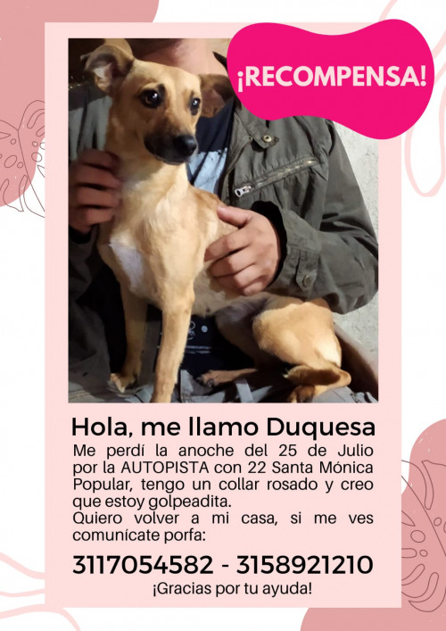 Duquesa