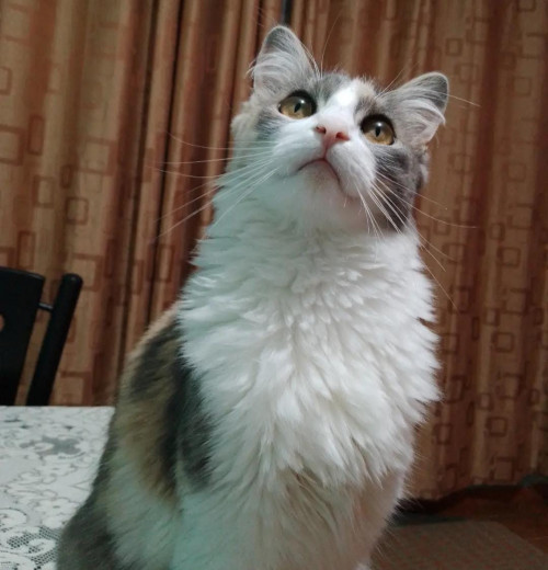 Samira
