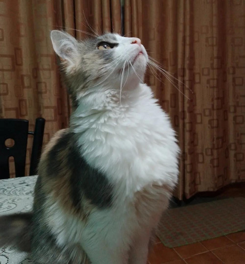 Samira