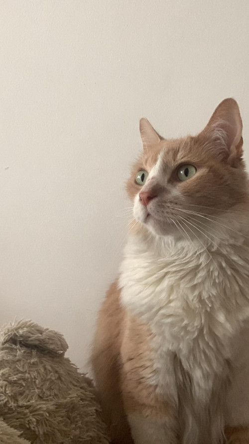 Thomas