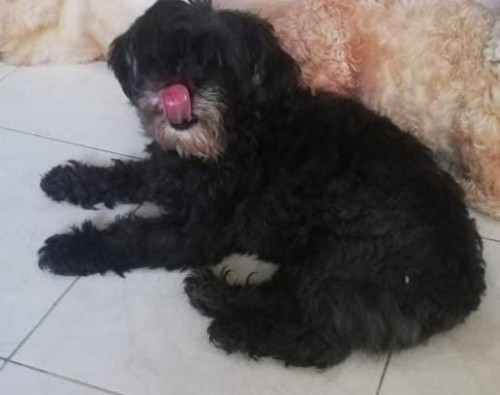 Tita
