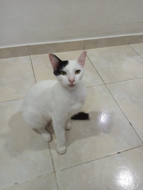 Cailon