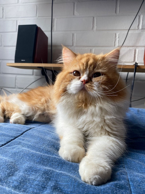 Romeo
