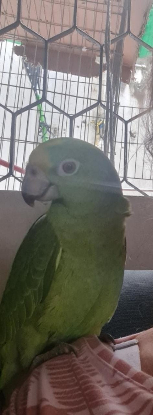 Lorenzo