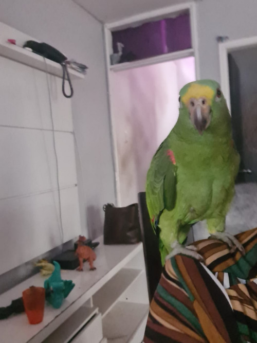 Lorenzo