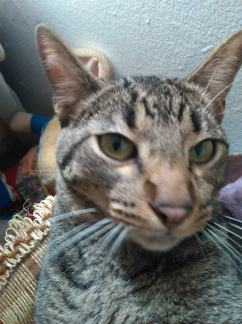 Mateo