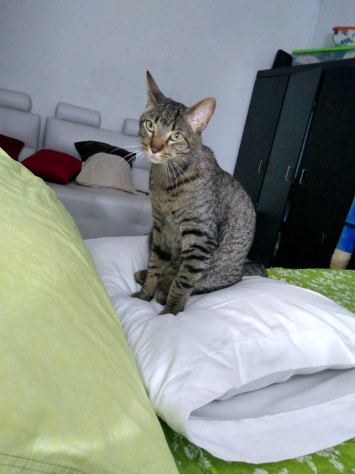 Mateo